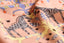 WHEN ZEBRAS CLIMB